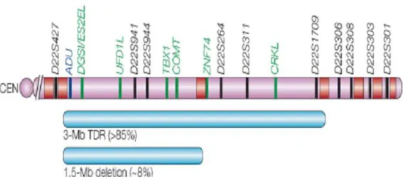 Figura 6. La delezione sul cromosoma umano 22. 