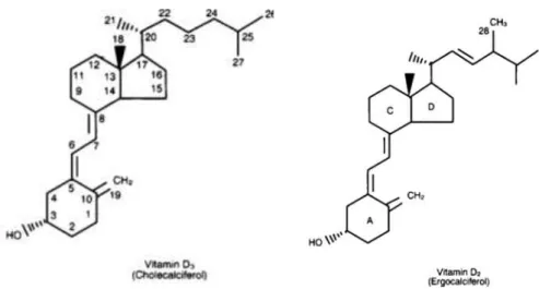 Figura 7: Struttura della vitamina D (da Le Grusse y Watier, 1993; Rapado, 2000). 