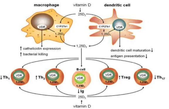 Figura 15. Effetti della vitamina D sul sistema immune (da Hewison 2010 [116]). 