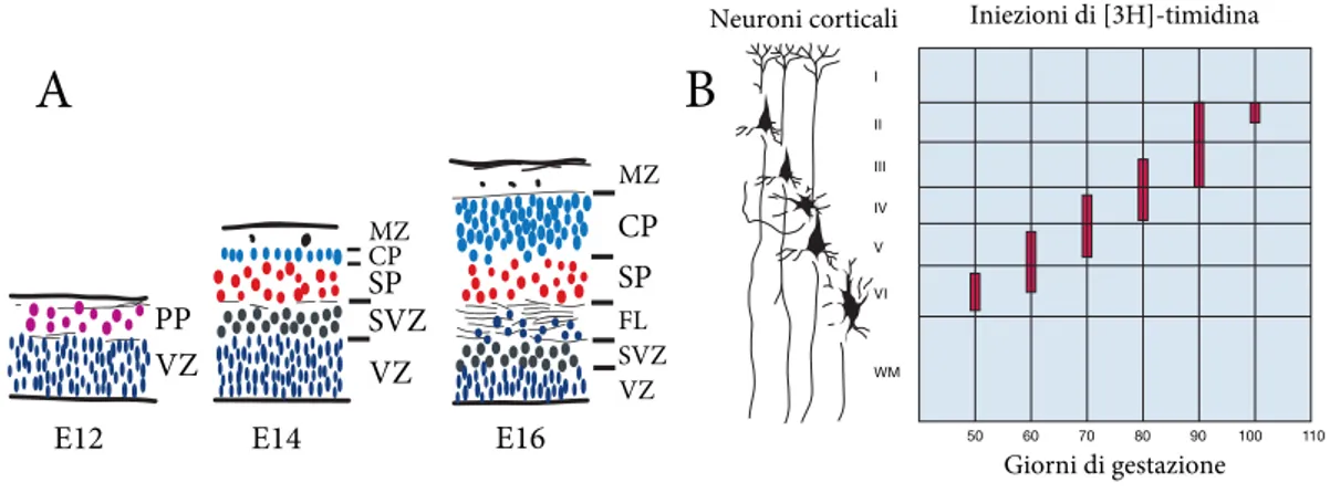Figura 1.4: Sviluppo corticale