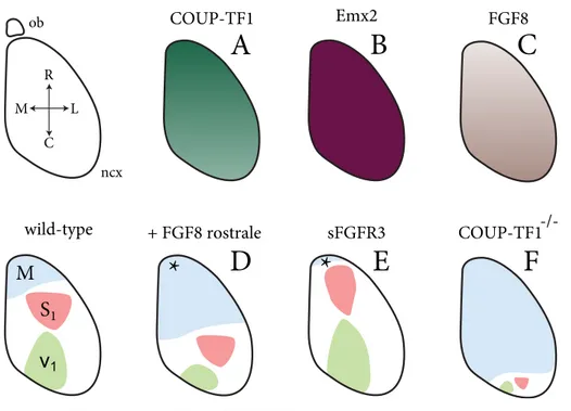 Figura 1.5: FGF e COUP-TF1 nel patterning corticale