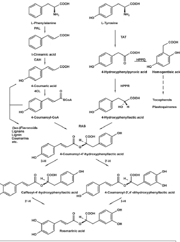 Figura 1. Via biosintetica dell’acido rosmarinico  PAL= phenylalanine ammonia-lyase;       CAH= cinnamic acid 4-hydroxylase,   4CL= hydroxycinnamate: coenzyme A ligase;    TAT= tyrosine aminotransferase;  