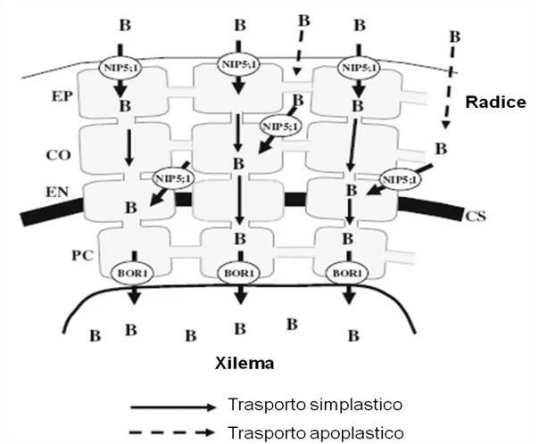 Fig. 2.2.  Movimenti del Boro nei tessuti della pianta (Takano et al., 2008) 