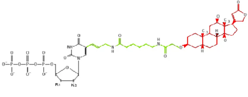 Figura  4.  Struttura  generale  di  un  uracile  marcato  con  digossigenina.  La  digossigenina (in rosso) è legata a un nucleotide uridinico (in nero) in posizione 5  dell’anello pirimidinico mediante una catena spaziatrice di 11 atomi di carbonio  (in 