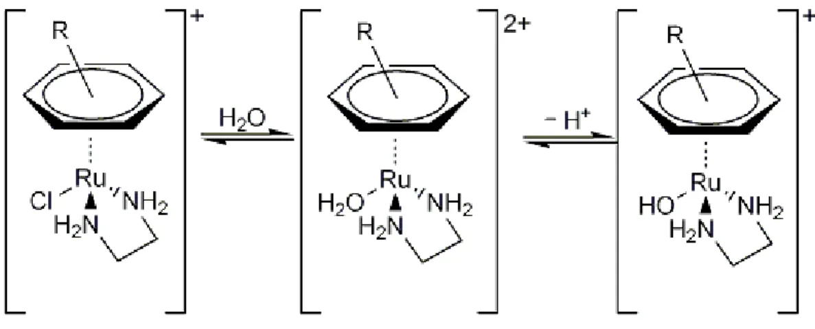 Figure 5. Speciation of Ru piano-stool compounds. 