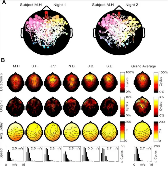 Fig  12  Massimini  et  al.  2004  pattern  generale  dell’origine  e  della  propagazione  dell’oscillazione lenta del sonno è riproducibile attraverso le notti e attraverso i soggetti