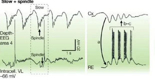Fig.  1    Steriade  2004,  Registrazioni  intracellulari  da  neuroni  corticali  e  talamici  nel  gatto sotto  anestesia: le due immagini mostrano le oscillazioni lente ed i fusi del sonno 
