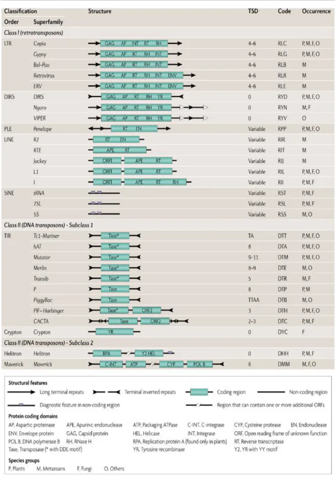 Figure 1. Classification of eukaryotic transposable elements (from Wicker et al., 2007)