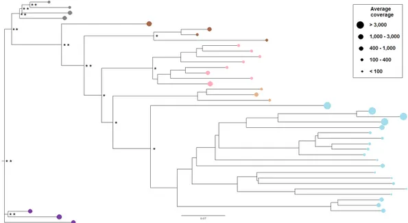 Figure 5. Phylogenetic tree obtained from neighbour-joining analysis of 40 Gypsy retrotranscriptase  sequences