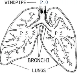 Figura  3.1.  Paziente  affetto  da  ostruzione  delle  prime  vie  aeree  (asma).  Vengono  riportate  le  pressioni  (P)  nei  diversi  tratti  dell'albero bronchiale