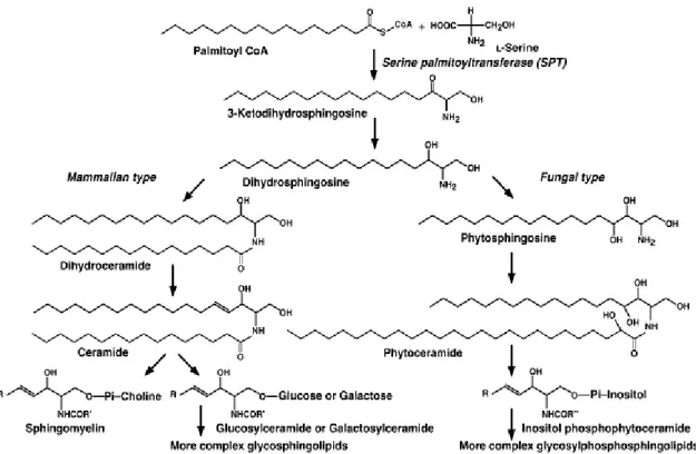 Fig. 1: Biosynthetic pathway of sphingolipids in mammalian and fungal cells. 