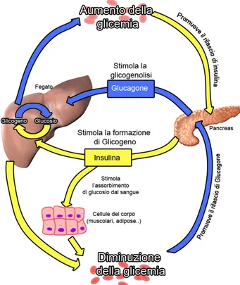 Figura 1.6: Principali effetti di insulina e glucagone sui tessuti bersaglio