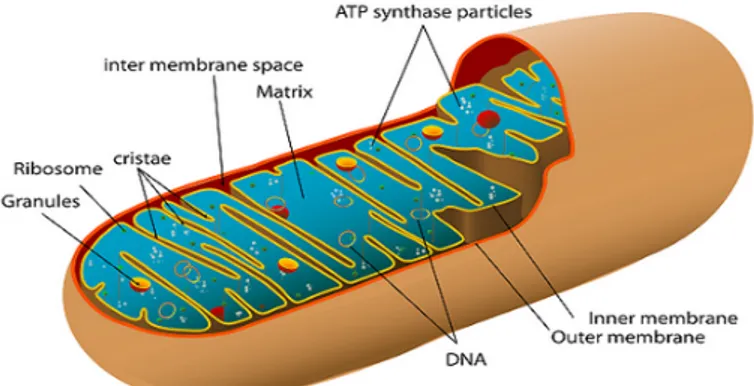 Figura 1.9: Struttura del mitocondrio, è evidenziata la membrana esterna, quella interna, lo spazio intermembrana, la matrice, il DNA mitocondriale e i ribosomi.
