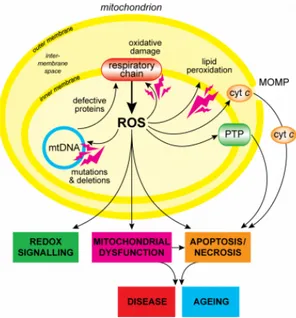 Figura 1.11: Veduta d’insieme della produzione di ROS a livello mitocondriale.