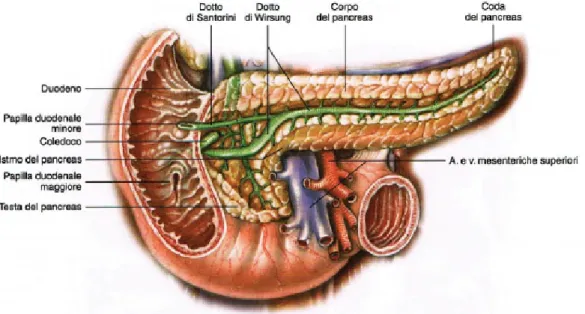 Figura 1.1: Sezione del pancreas.