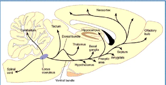 Fig. 1: Noradrenergic system (Taken from Homepage.psy.utexas.edu).   