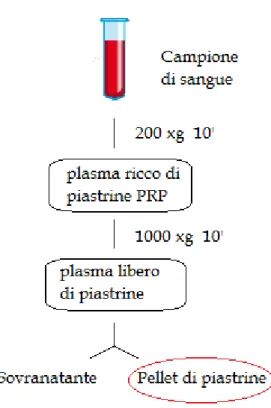 Figura 2.1.    Schema di lavorazione per ottenere il pellet di piastrine