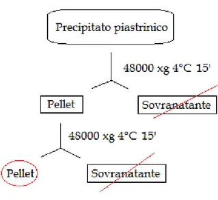 Figura 2.2.    Schema di lavorazione per ottenere il pellet utile per l’analisi proteica
