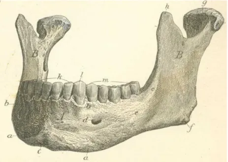 Figura 1.3 - Veduta antero-laterale della mandibola. 