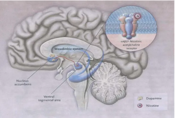 Figura 2.1 Ruolo del sistema dopaminergico mesolimbico nell’attività nicotinica ( N  Engl J Med 2010; 362: 2295-303) 