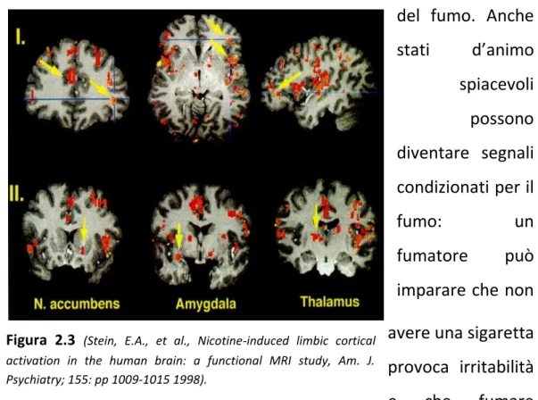 Figura  2.3  (Stein,  E.A.,  et  al.,  Nicotine-induced  limbic  cortical  activation  in  the  human  brain:  a  functional  MRI  study,  Am