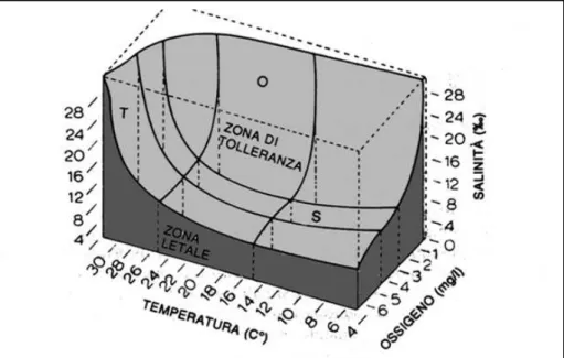 Fig.  7.1:  grafico  illustrante  la  zona  di  tolleranza  di  un  organismo  che  corrisponde  ad  un  volume  risultante  da  tutte  e  tre  le  componenti  considerate:  temperatura,  salinità  e  tenore  di  ossigeno