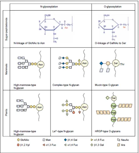 Fig.  1.3:  Types of glycan structures and linkages commonly found on plant and mammalian  glycoproteins (Gomord and Faye, 2004)