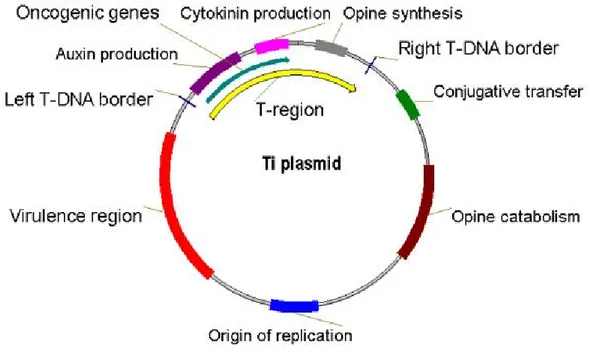 Fig. 1.7: The structure of the Ti plasmid 