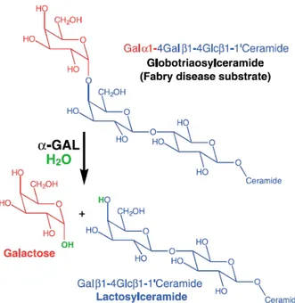 Fig. 1.9: The reaction catalys ed by α-galactosidase (Garman and Garboczi, 2004). 
