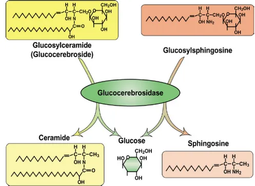 Fig.  1.12:  Glucocerebrosidase  is  a  β-glucosidase, hydrolyzing its primary substrate,  glucocerebroside, into glucose and ceramide