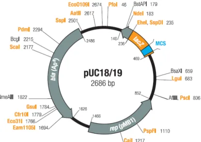 Fig. 3.1: pUC18 map plasmid vector 