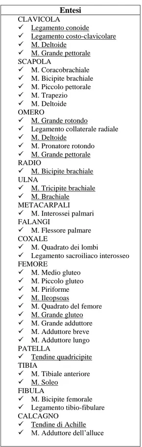 Tabella 18 - Lista delle zone di entesi analizzate da Crubézy e Mariotti 4