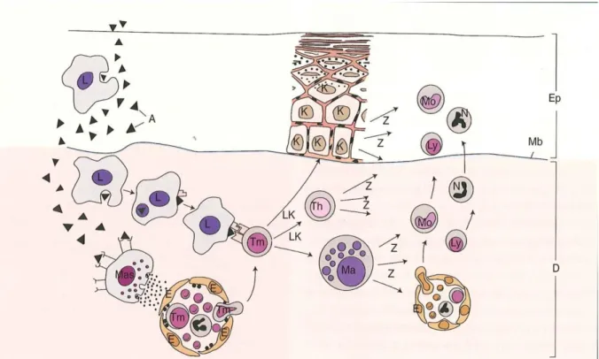 Fig 3 Schema del sistema immunitario cutaneo (Noli(a), 2011) 