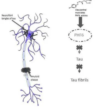 Figura 8. L’oleocantale inibisce sia la fibrillazione delle proteine tau modificando il peptide PHF6  che la formazione delle placche β amiloidi (da Cicerale S