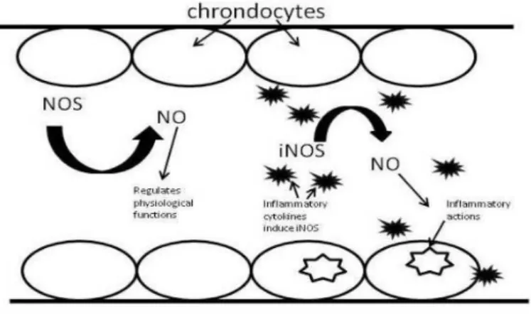 Figura 9. NO prodotto dalla iNOS promuove i processi infiammatori a carico dei condrociti ed è  associato malattie degenerative che interessano le cartilagini, come l’osteoartrite (da Cicerale S