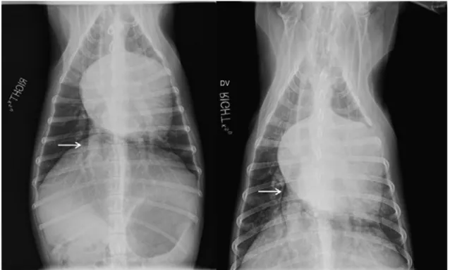 Fig. 1.2.5.1 Radiografie toraciche in proiezione dorso-ventrale di un cane con grave endocardiosi mitralica