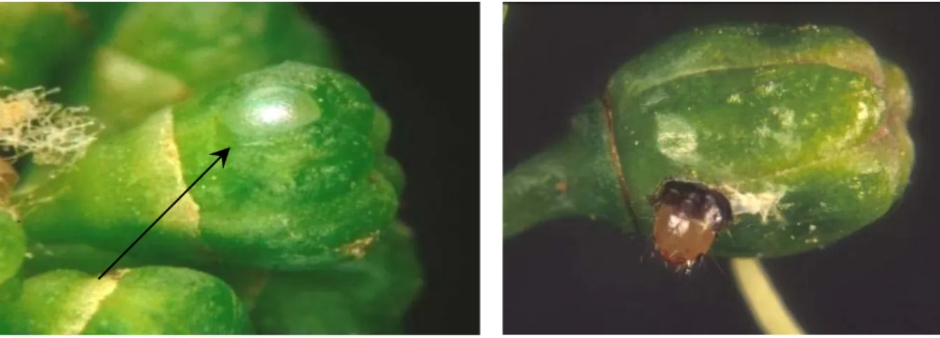 Fig. 11. - Uovo su caliptra (a sinistra) e larva di seconda età all'interno di bottone fiorale (a destra) relativi  alla prima generazione di L