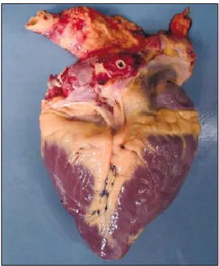 Figura 2 – foto di cuore di cavallo (http://ajpheart.physiology.org) 