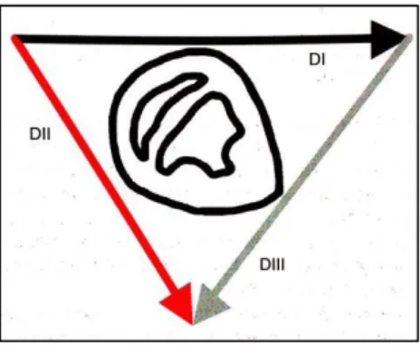 Figura 5 - Schema di formazione delle derivazioni elettriche (da Porciello, 2003. 