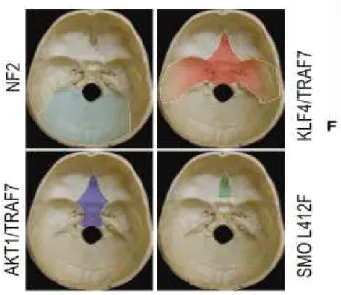 Figura  12.  Mutazioni  e  rispettive  localizzazioni  nei  meningiomi  della  base  cranica  Clark et al, Science (2013) 