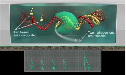 Figura 15. Ion Torrent Sequencing: elaborazione digitale della variazione di pH (Cell  Signaling,website)