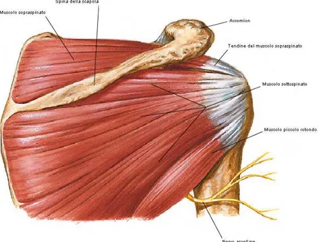 Figura 4 Cuffia dei muscoli rotatori della spalla, visione posteriore. 