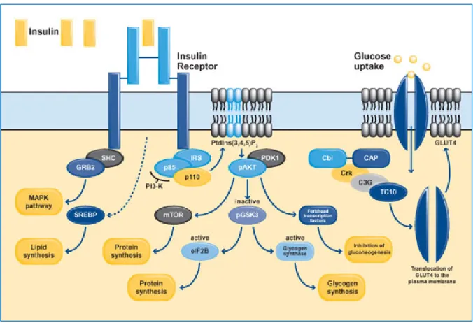 Figura 2:  L’attivazione  del  recettore  insulinico  determina  un’aumento  della  trascrizione  di SREBP e la forforilazione dei membri della famiglia di IRS, SHC, Cbl