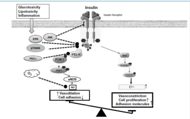 Figura 3:  Alterazioni specifiche delle vie di trasduzione del segnale dell’insulina connesse  con la disfunzione endoteliale