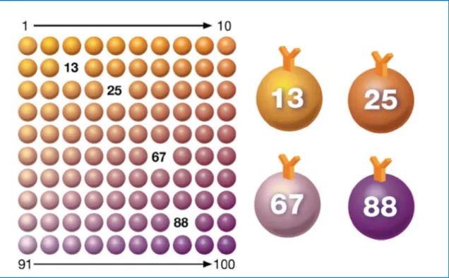 Figura 6:  Saggio  immunoenzimatico  Multiplex.  I  Beads  sono  colorati  internamente  con  due differenti fluorescenze (rosso e infrarosso)
