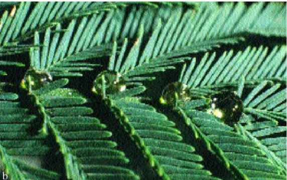 Foto 5 nettàri extraflorali su foglie di mimosa, (fonte foto: M. Pinzauti, Api e impollinazione)
