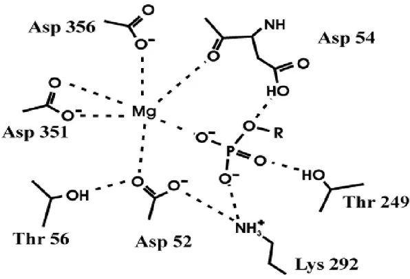 Figura 2 Sito attivo della 5'nucleotidasi citosolica II. Sono indicati gli amminoacidi maggiormente  coinvolti nel mantenimento della struttura del sito attivo e nel meccanismo di catalisi