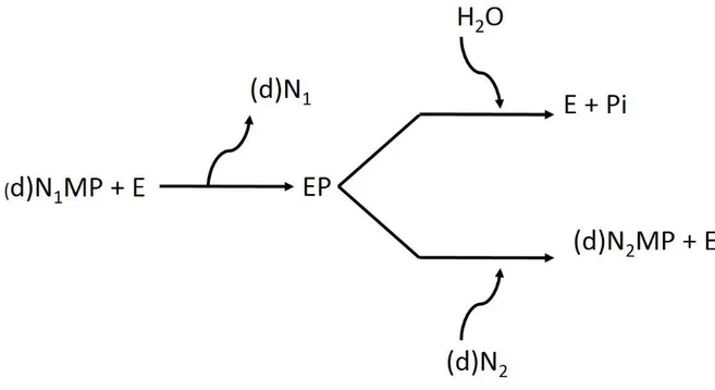 Figura  4  Meccanismo  d'azione  della  cN-II.  (d)N 1 MP  indica  un  (deossi)nucleoside  5’monofosfato  donatore  del  gruppo  Pi;  (d)N 1   (deossi)nucleoside  rilasciato  al  termine  della  reazione  fosfatasica; 