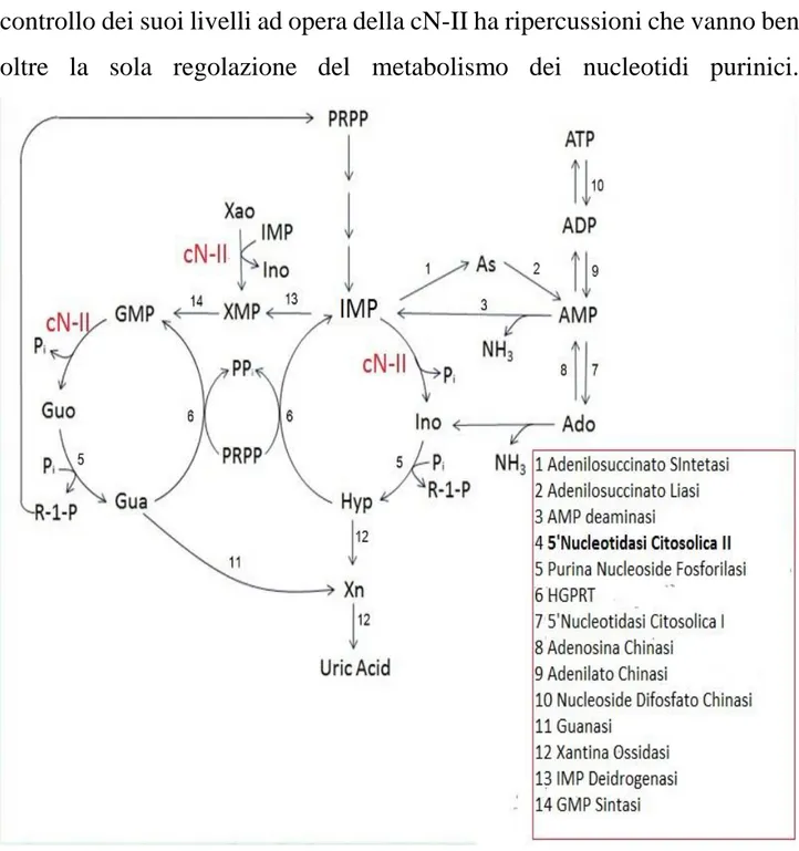 Figura 5 Vie di sintesi, degradazione e recupero dell'IMP. As: Adenilosuccinato. Ado: Adenosina