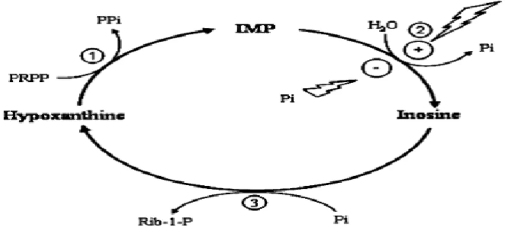 Figura 6 Ciclo delle ossipurine. 1) HGPRT, 2) cN-II, 3) PNP Da Ipata P.L. e Tozzi M.G., 2006